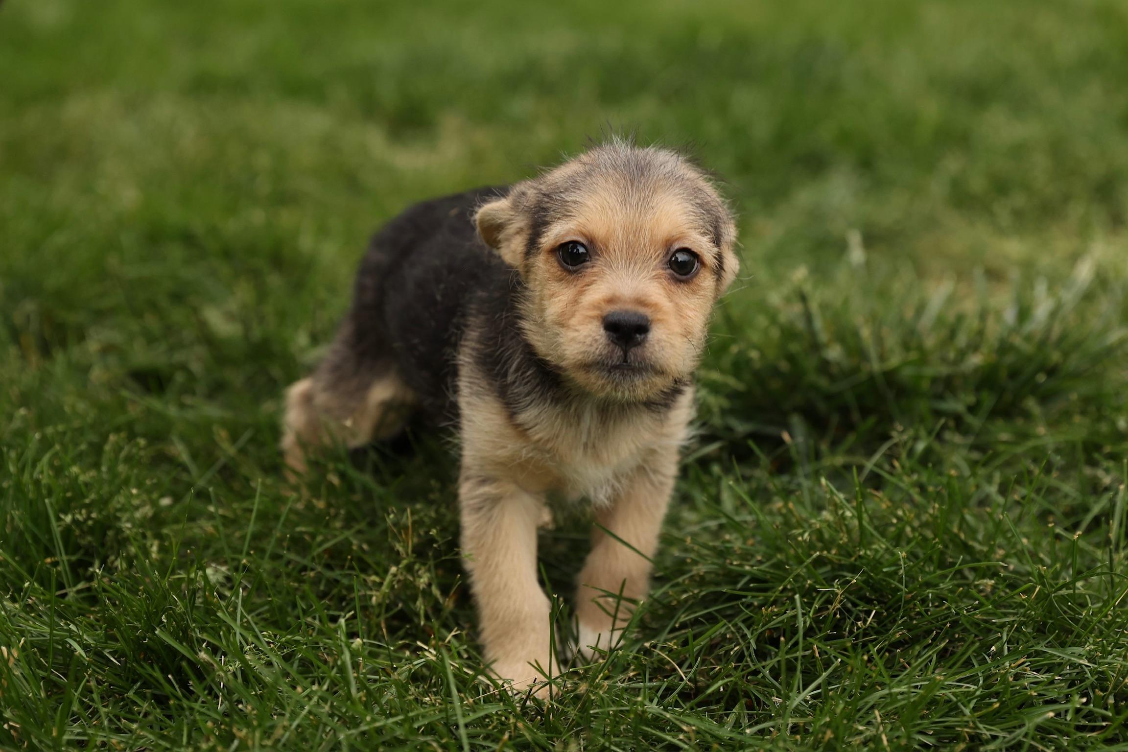Enlarge Coral, a Adoptable mixed breed in Millsboro, DE image 3/6