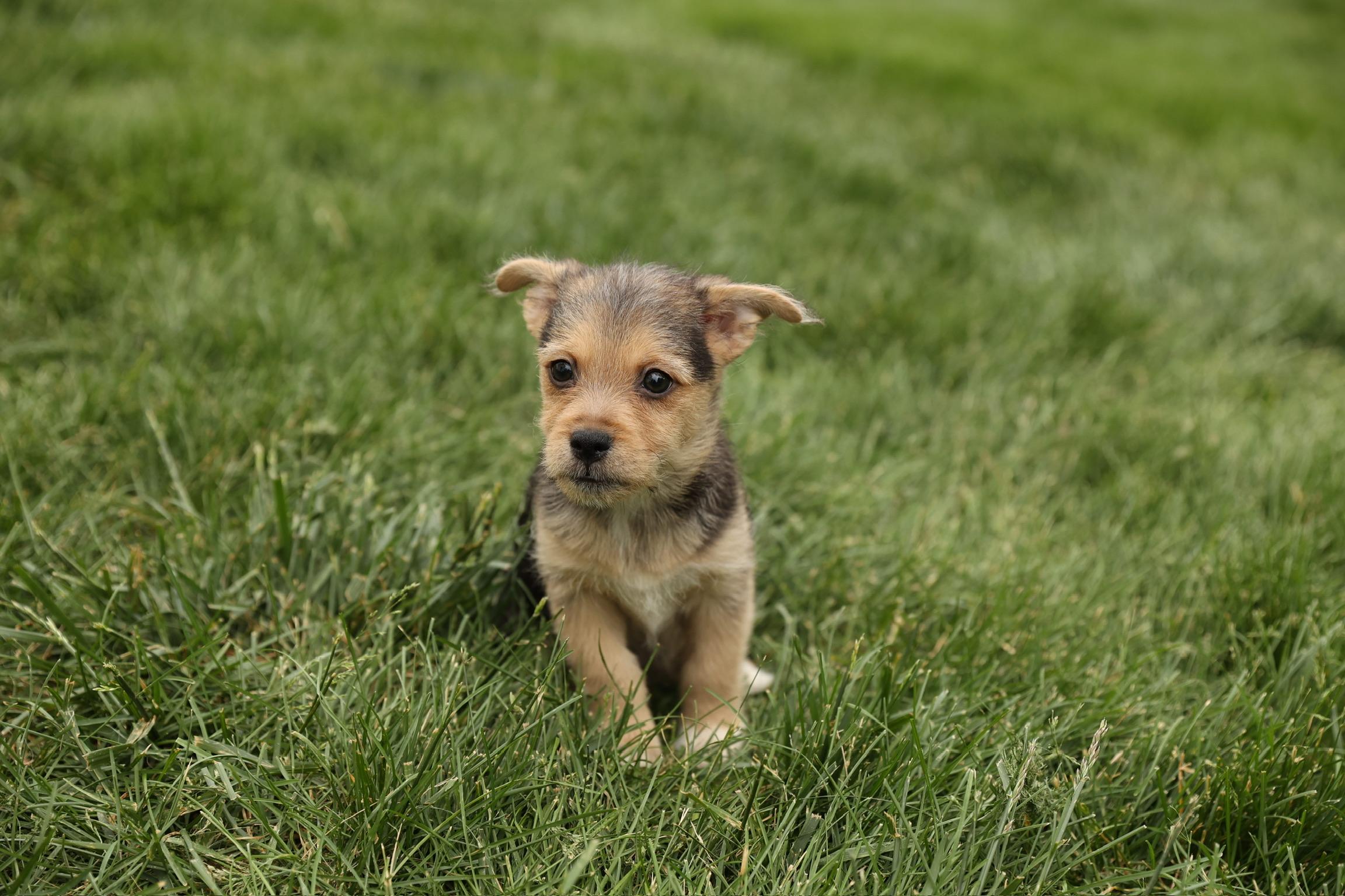 Coral, Adoptable, Puppy Female Terrier.