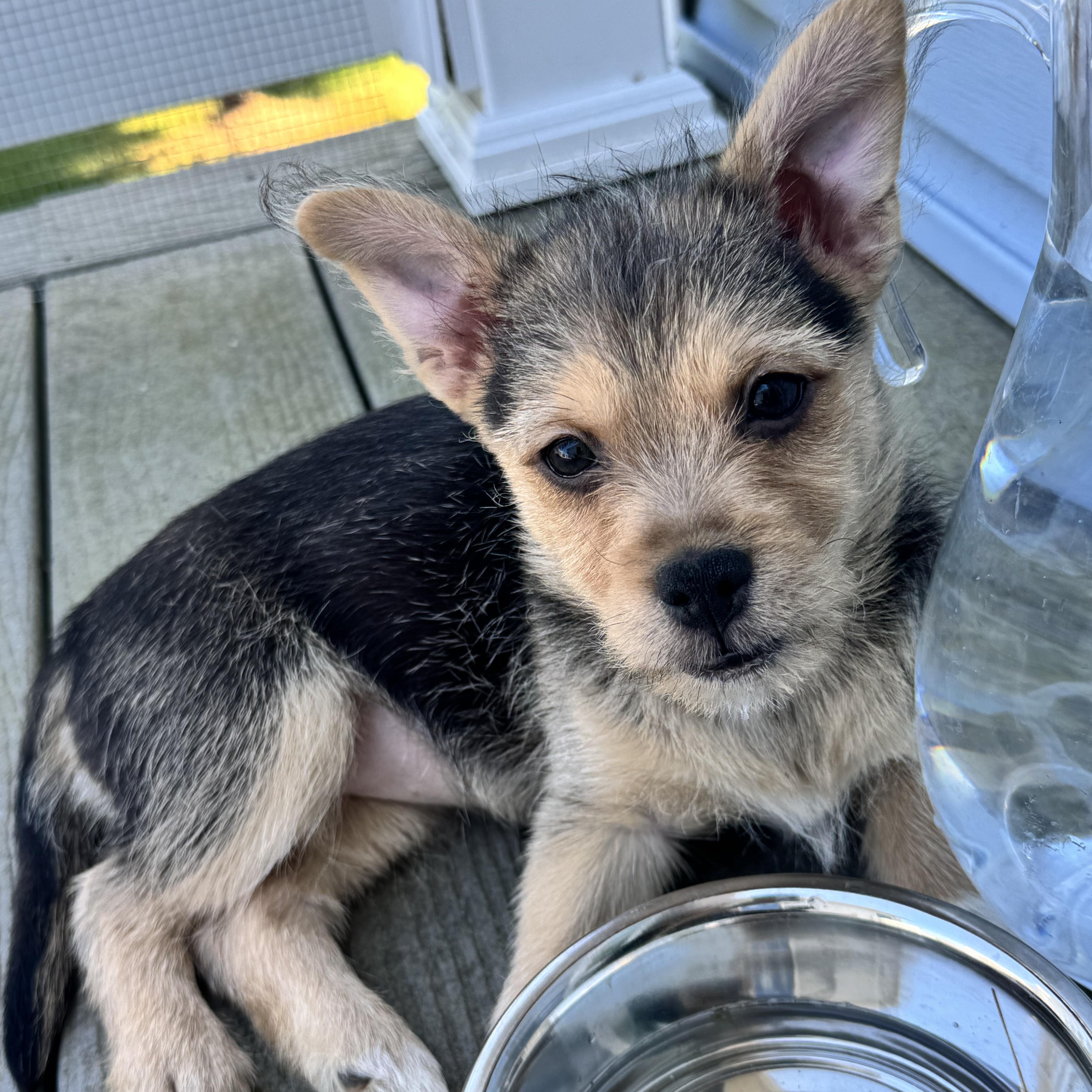 Enlarge Coral, a Adoptable mixed breed in Millsboro, DE image 5/6