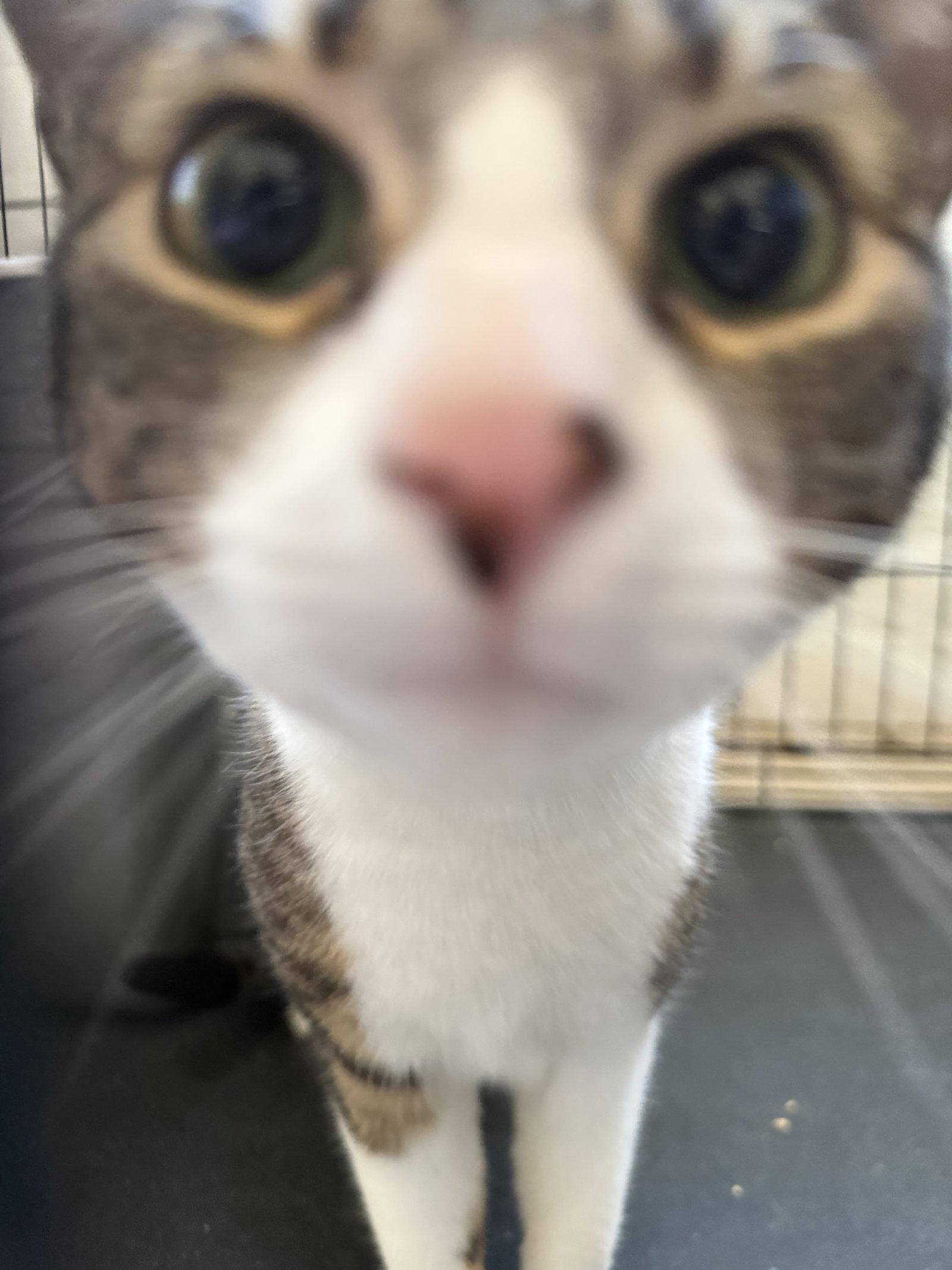 Enlarge Chloe, a Adoptable Domestic Short Hair in Furlong, PA image 2/3