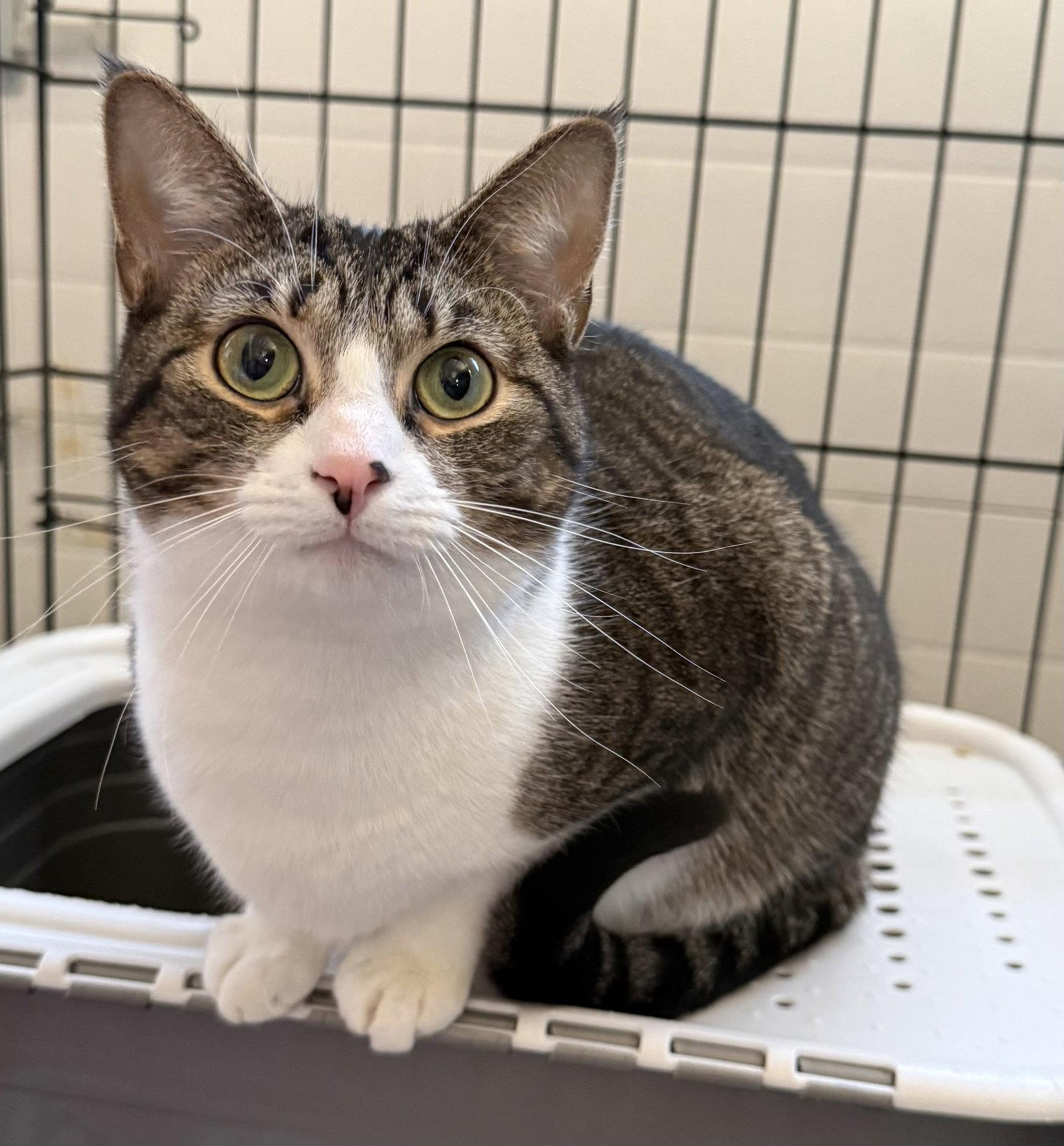 Enlarge Chloe, a Adoptable Domestic Short Hair in Furlong, PA image 3/3