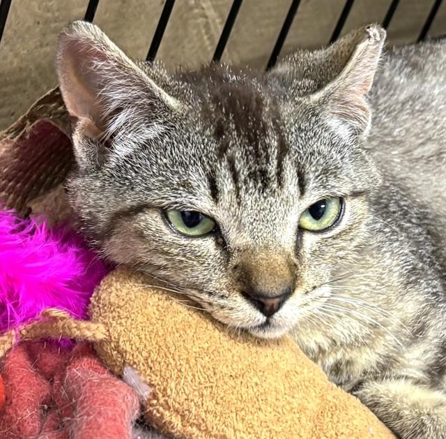 FLUX, Adoptable, Young Male Domestic Short Hair.