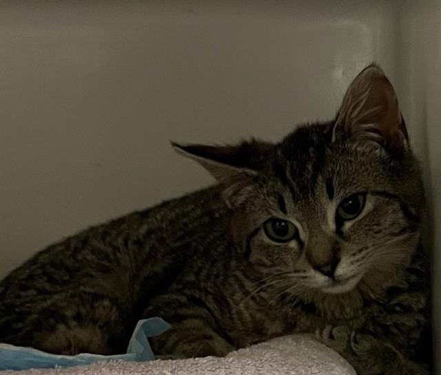 FLUX, Adoptable, Young Male Domestic Short Hair.