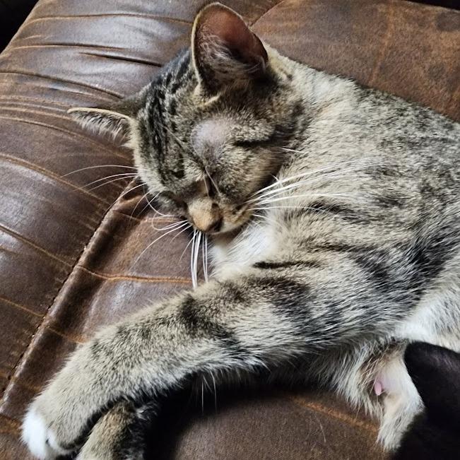 Enlarge Tiny, a Adoptable Domestic Short Hair in Sioux Falls, SD image 1/1