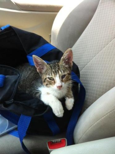 Uno, a Adoptable mixed breed in Walker, LA image 1/6