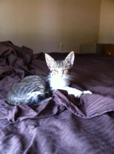 Uno, a Adoptable mixed breed in Walker, LA image 2/6