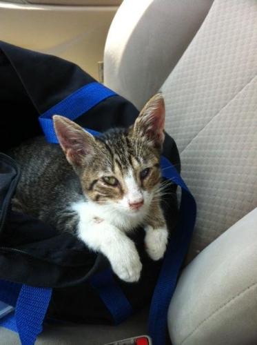 Uno, a Adoptable mixed breed in Walker, LA image 3/6