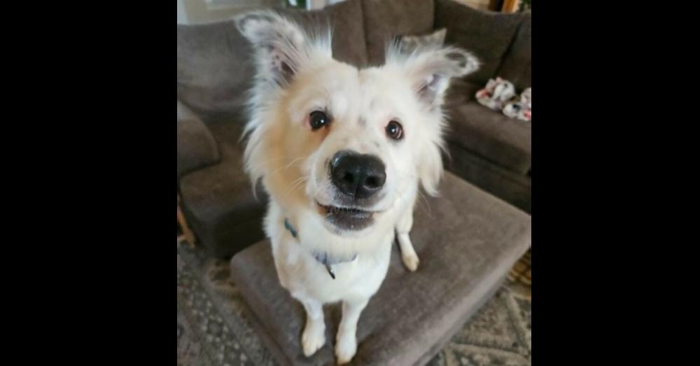 Snow, Adoptable, Young Female Border Collie & Great Pyrenees.