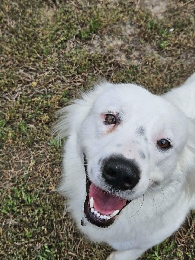 Enlarge Snow, a Adoptable mixed breed in Youngsville, NC image 2/6