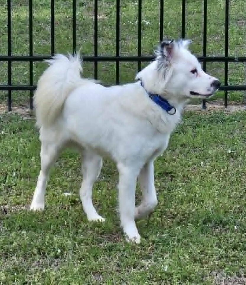 Enlarge Snow, a Adoptable mixed breed in Youngsville, NC image 3/6