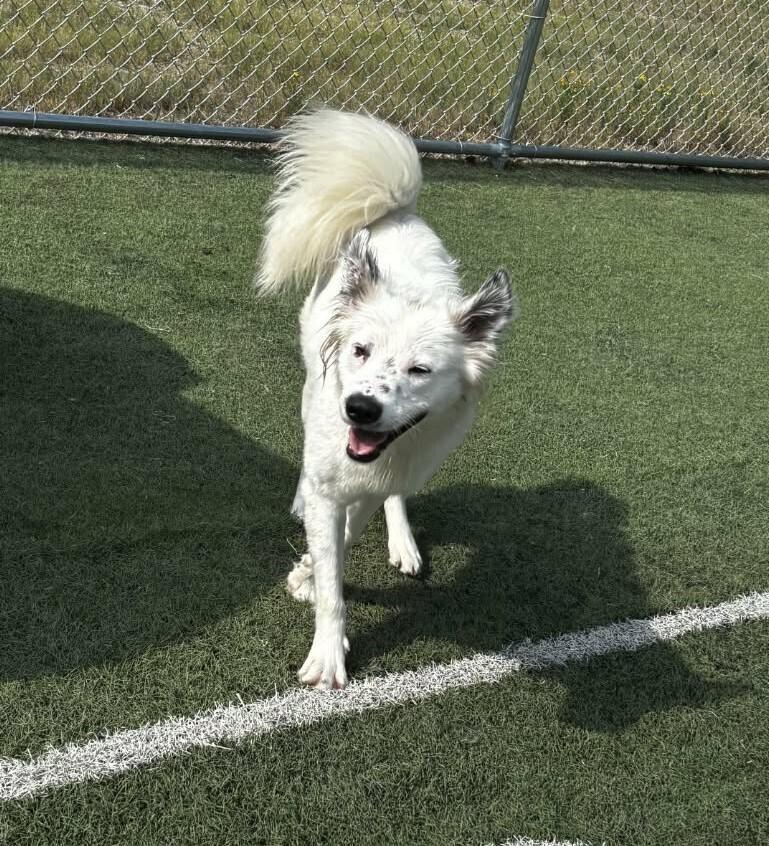 Enlarge Snow, a Adoptable mixed breed in Youngsville, NC image 5/6