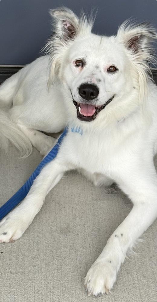 Enlarge Snow, a Adoptable mixed breed in Youngsville, NC image 6/6