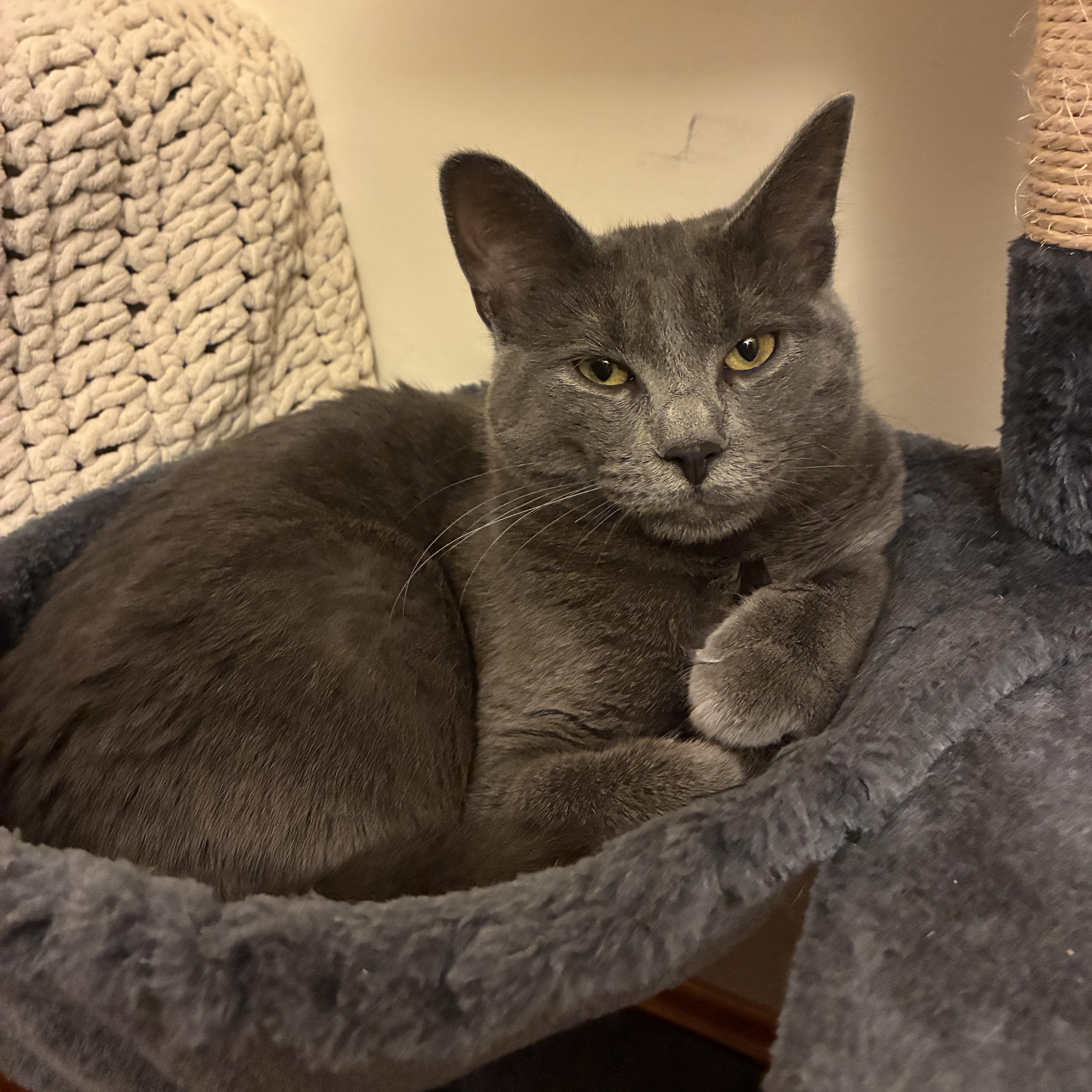 Enlarge Benedict aka Benny , an adopted Domestic Short Hair in Sewell, NJ image 2/2