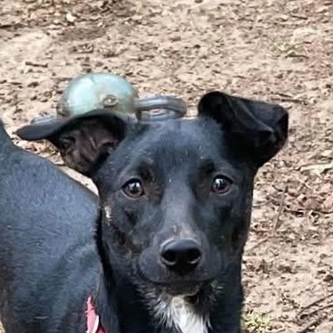 breed mountain cur squirrel dog for sale