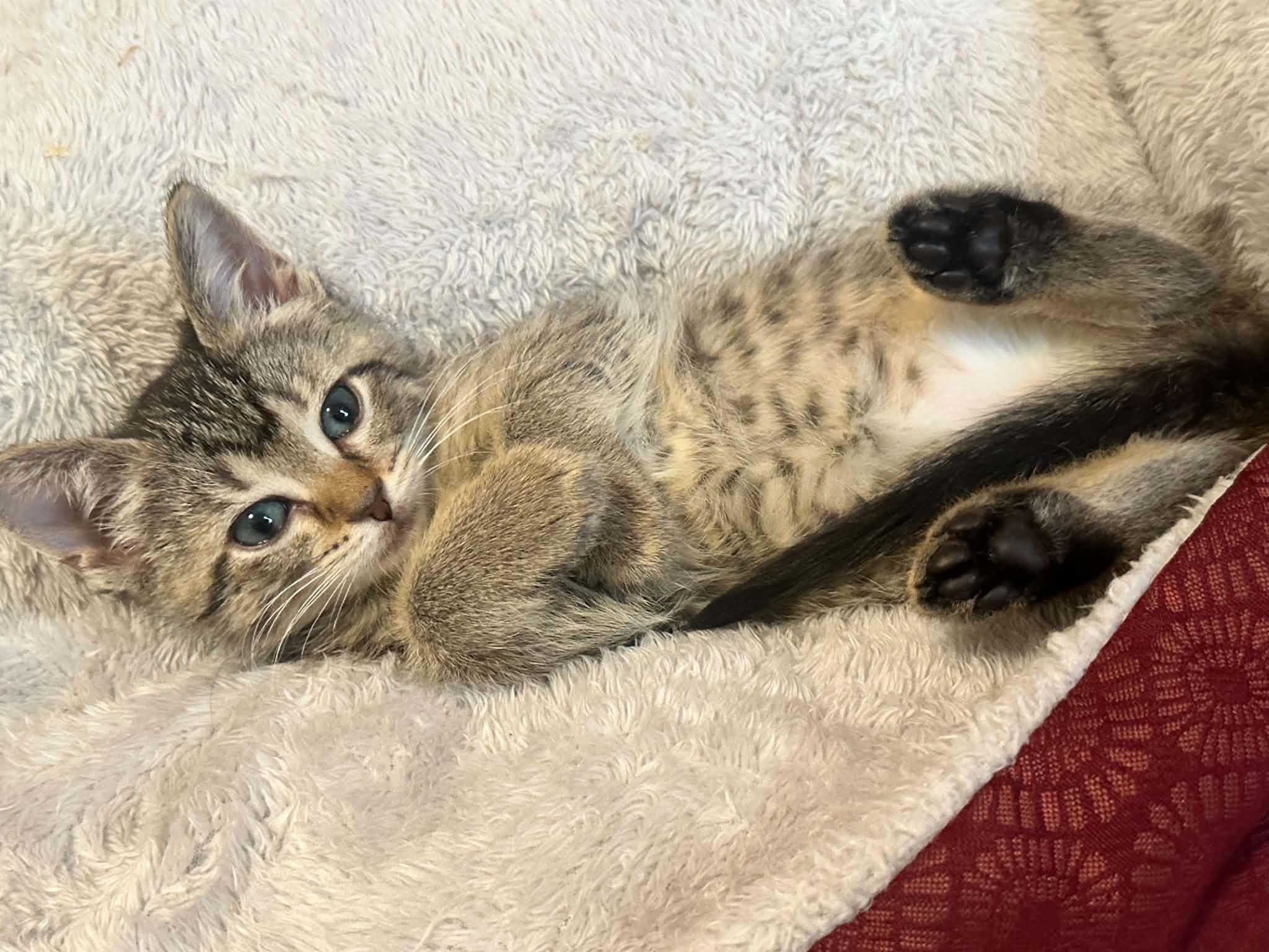 Enlarge Pizzazz, a ADOPTABLE Domestic Short Hair in Milwaukee, WI image 4/5