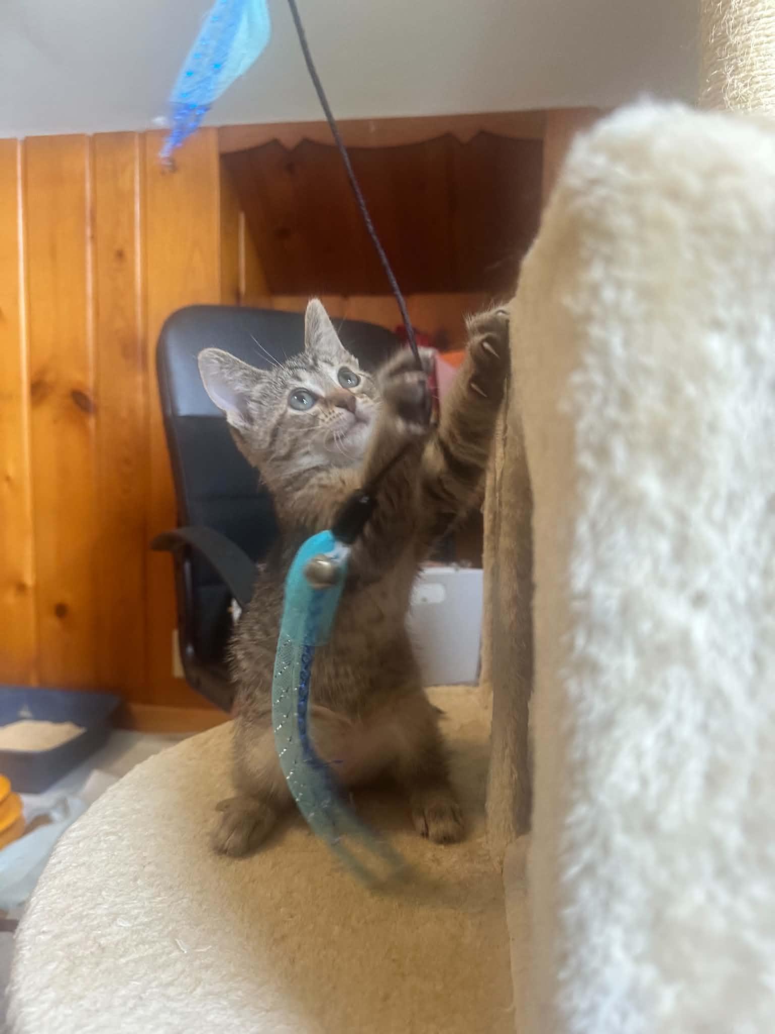 Enlarge Pizzazz, a ADOPTABLE Domestic Short Hair in Milwaukee, WI image 3/5