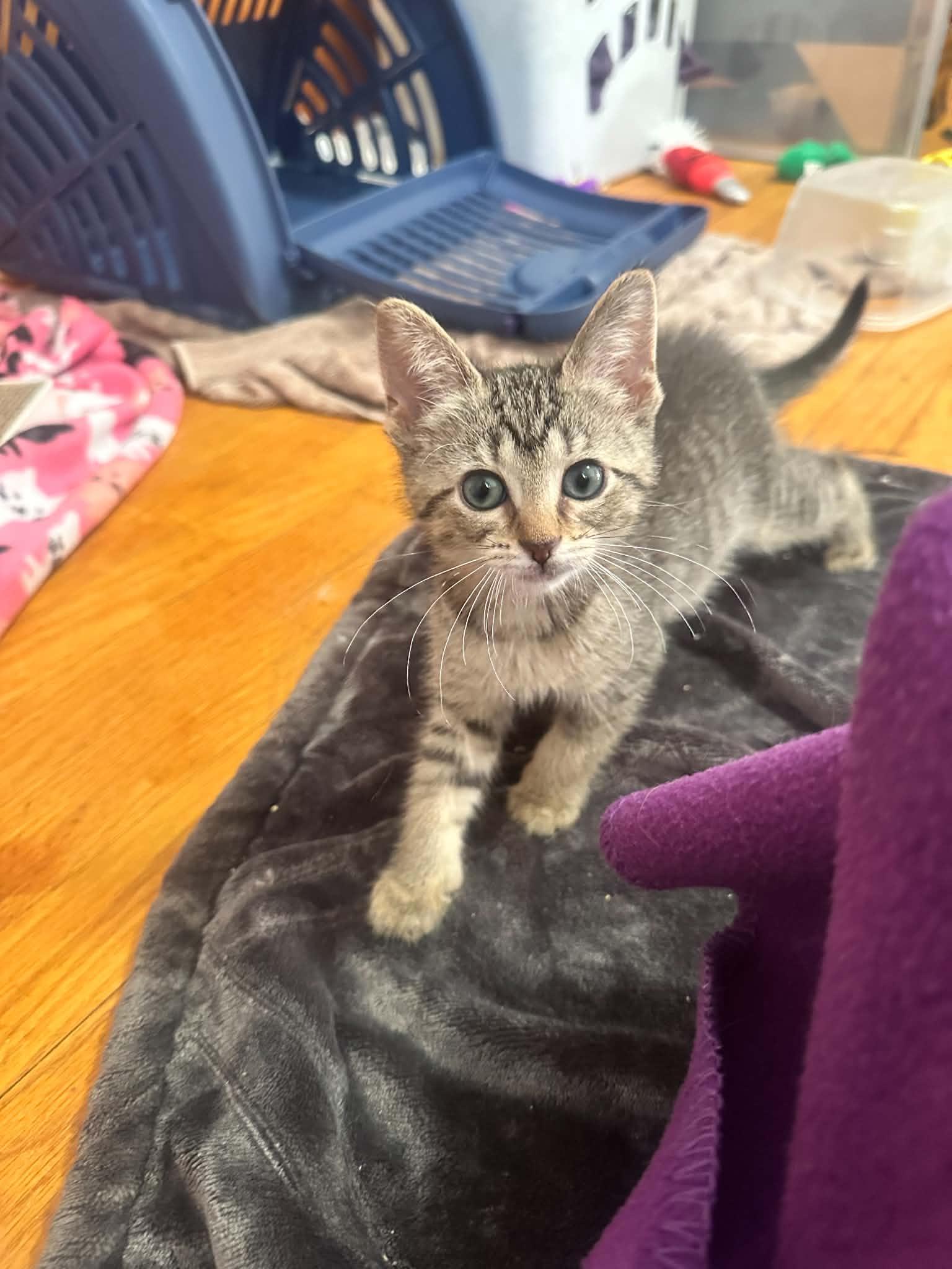 Enlarge Pizzazz, a ADOPTABLE Domestic Short Hair in Milwaukee, WI image 2/5