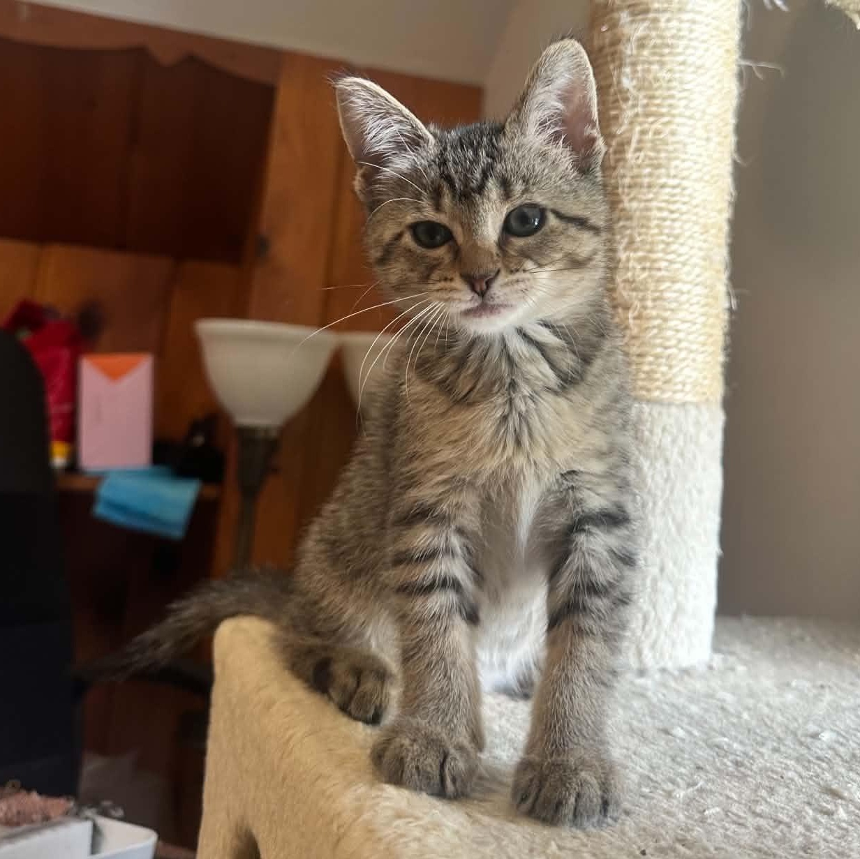 Pizzazz, ADOPTABLE, Kitten Female Domestic Short Hair.