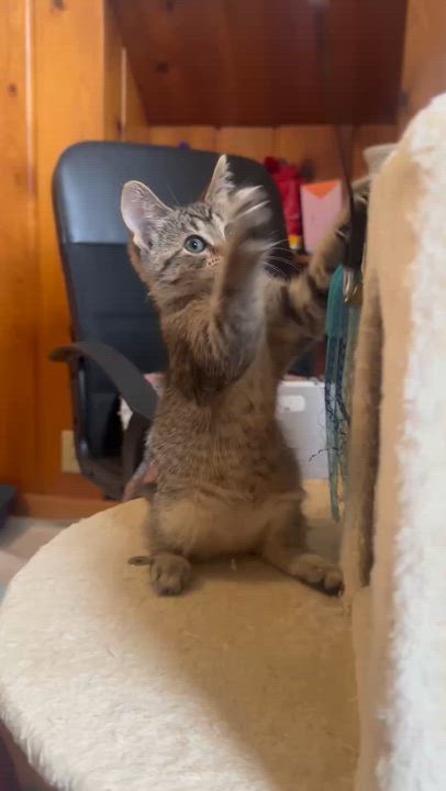 Enlarge Pizzazz, a ADOPTABLE Domestic Short Hair in Milwaukee, WI video 5/5