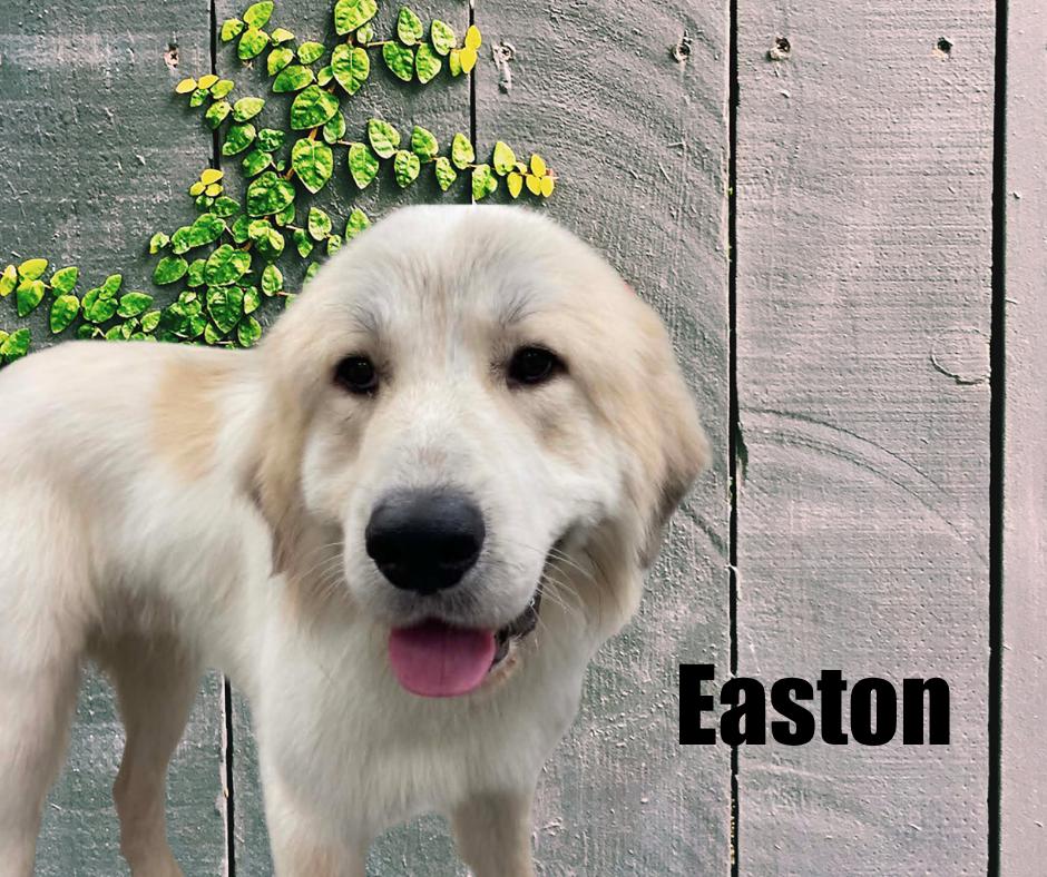Enlarge Easton, a Adopted Great Pyrenees in Marshville, NC image 1/2