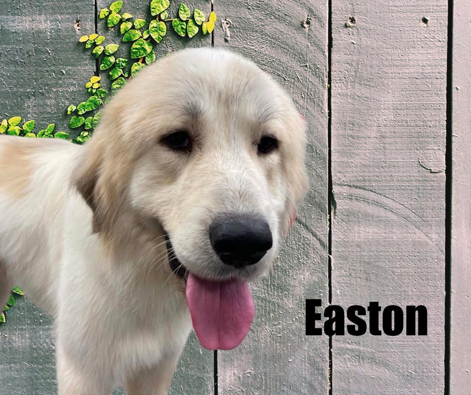 Enlarge Easton, a Adopted Great Pyrenees in Marshville, NC image 2/2