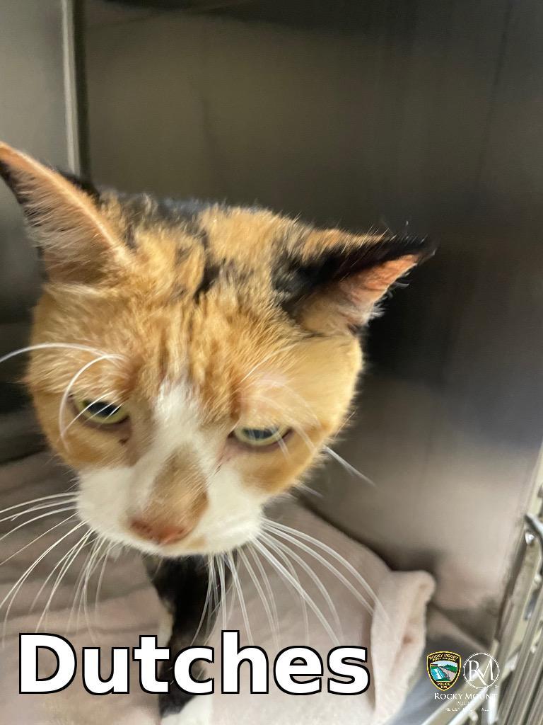 Dutches, Adoptable, Adult Female Domestic Short Hair.