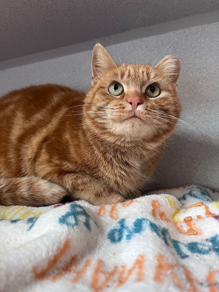 Enlarge Burdock, a Adoptable mixed breed in Bowling Green, OH image 1/3