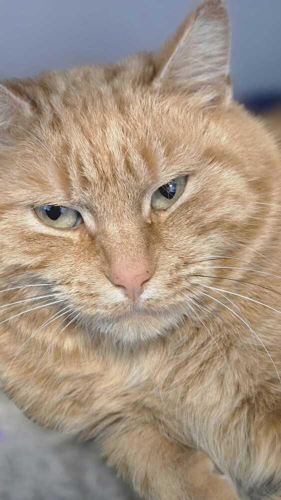 Enlarge Burdock, a Adoptable mixed breed in Bowling Green, OH image 2/3