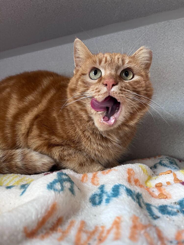 Enlarge Burdock, a Adoptable mixed breed in Bowling Green, OH image 3/3