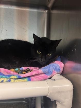 Kitkat, a Adoptable mixed breed in Reidsville, NC image 1/2