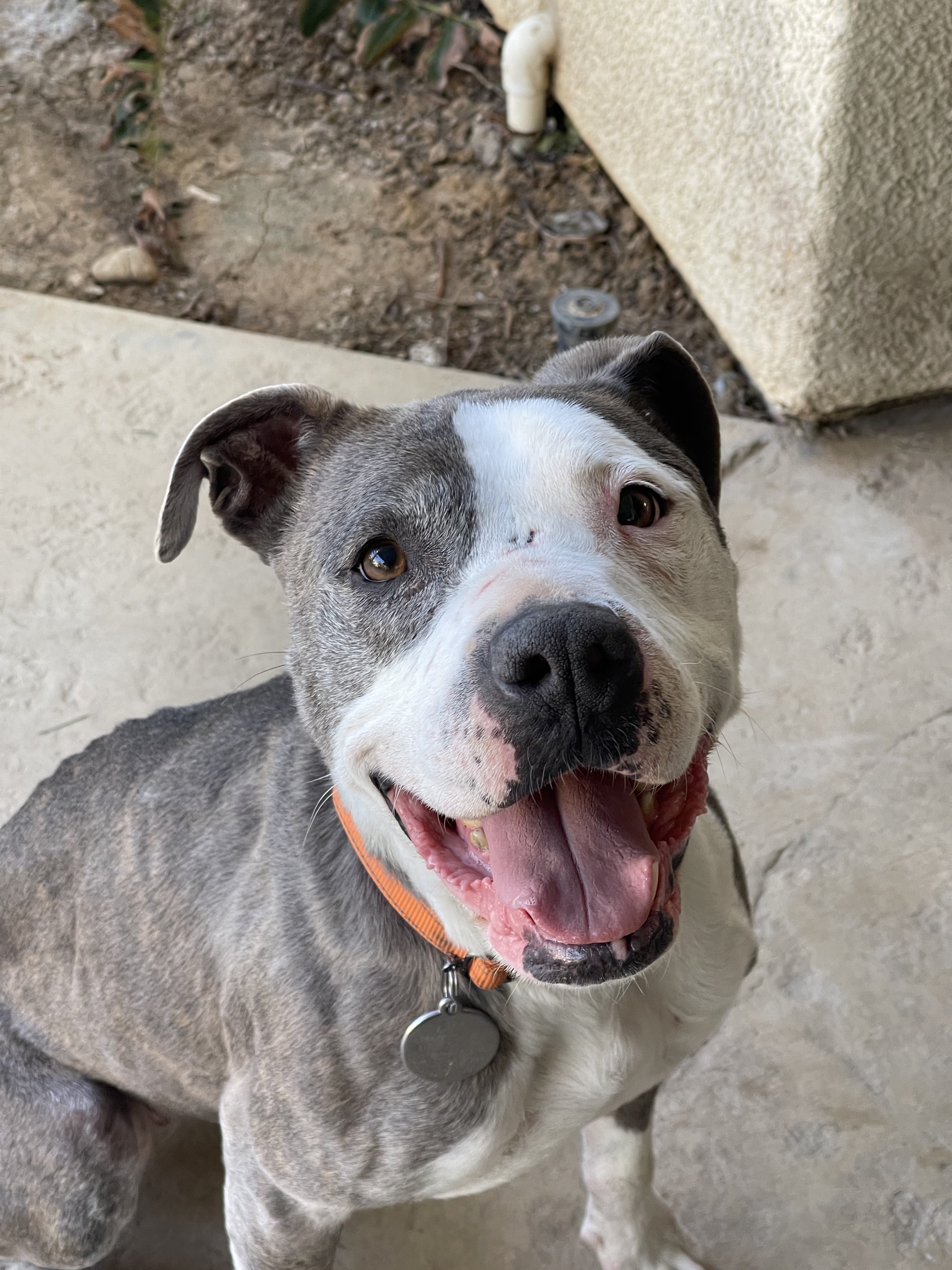 Bree, a Adoptable mixed breed in Simi Valley, CA image 1/12