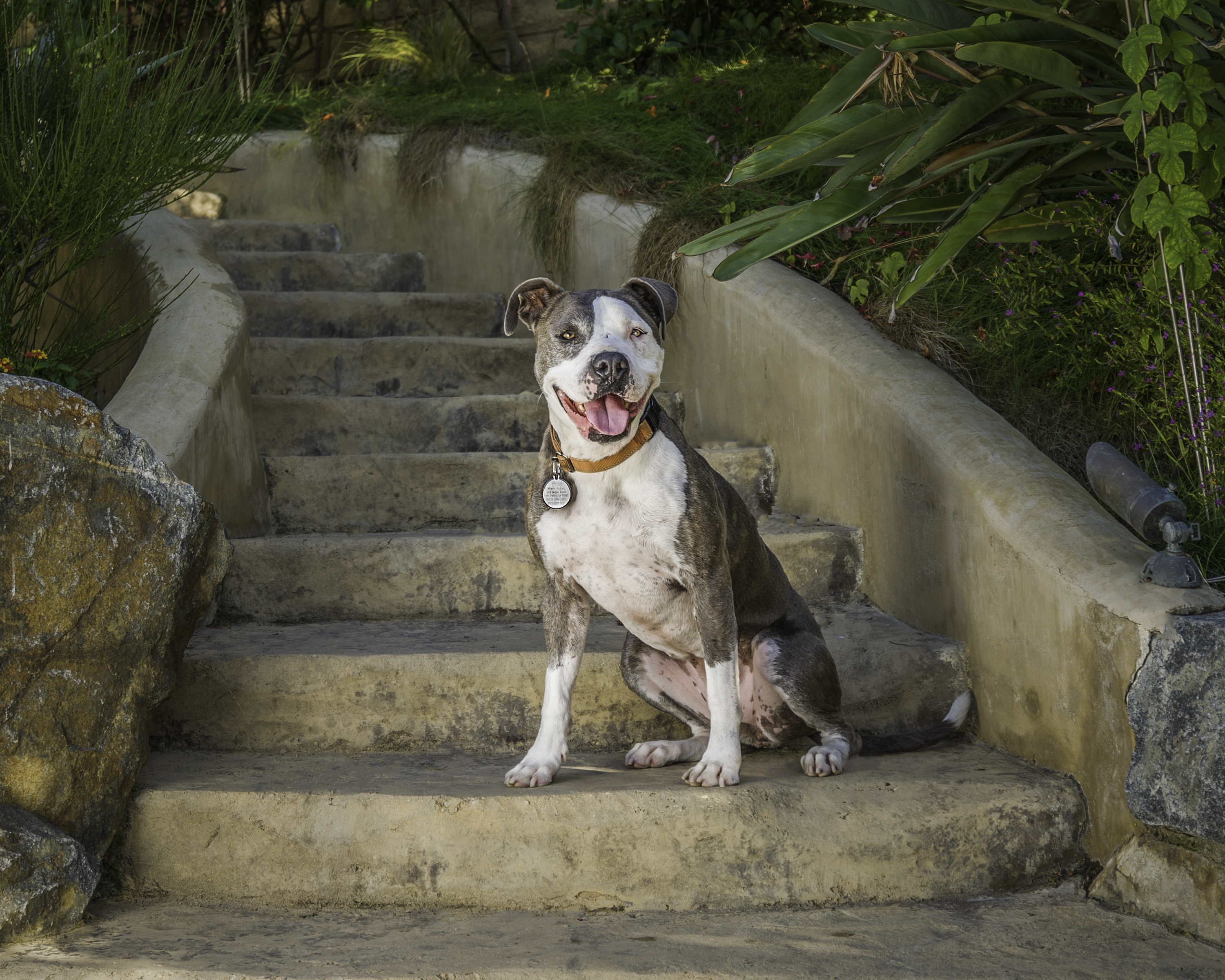 Bree, a Adoptable mixed breed in Simi Valley, CA image 3/12