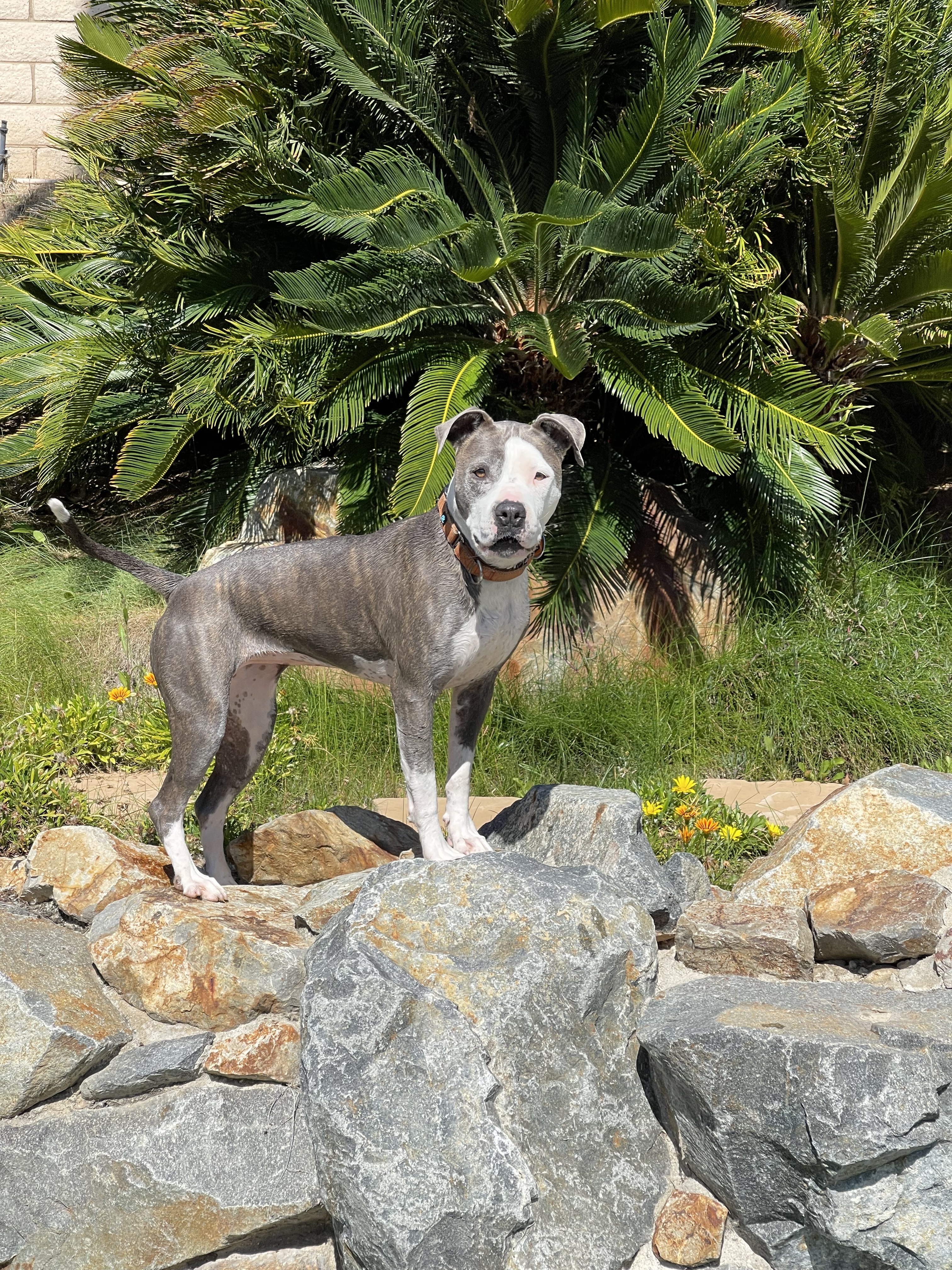 Bree, a Adoptable mixed breed in Simi Valley, CA image 4/12