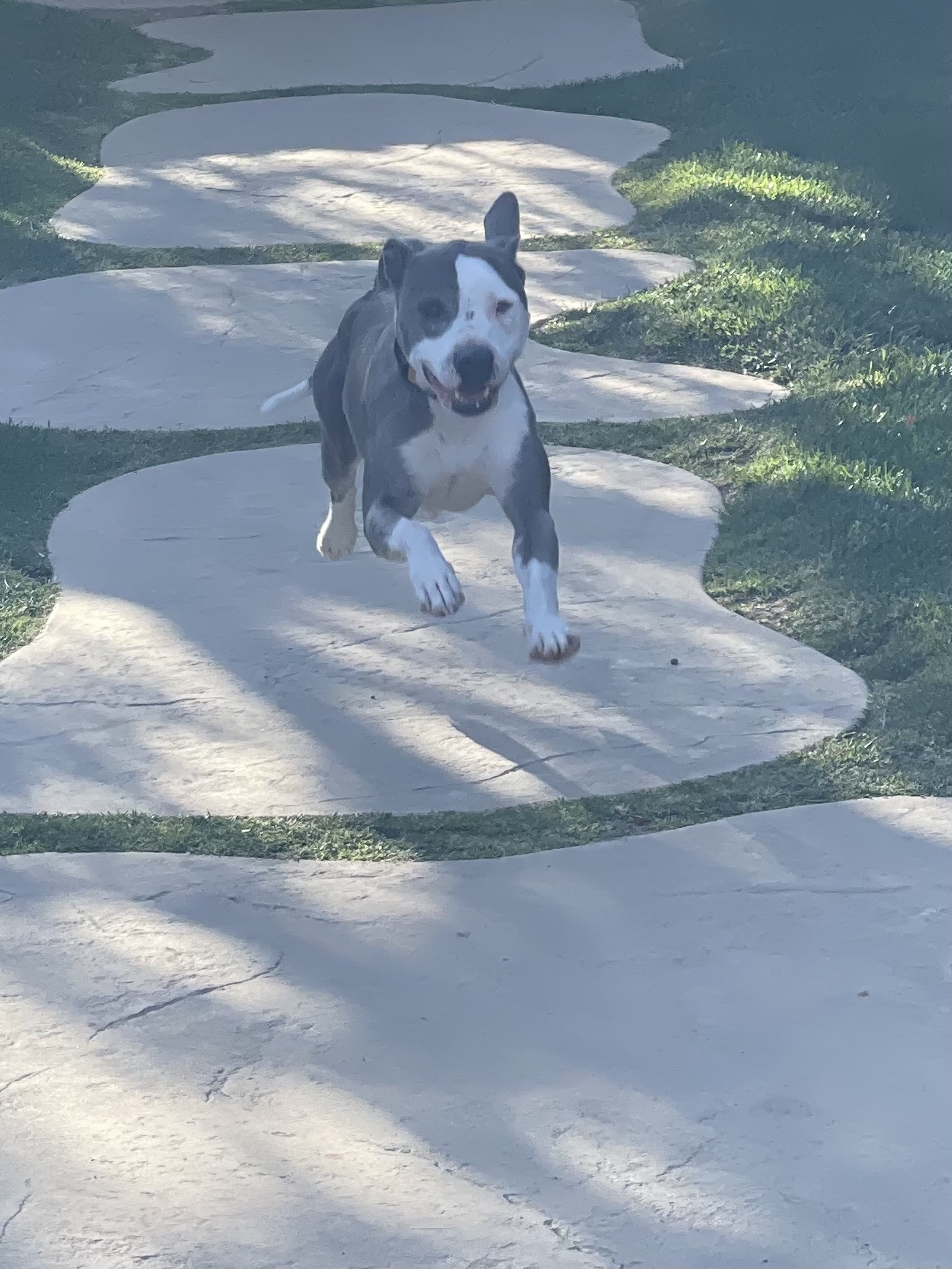 Bree, a Adoptable mixed breed in Simi Valley, CA image 5/12