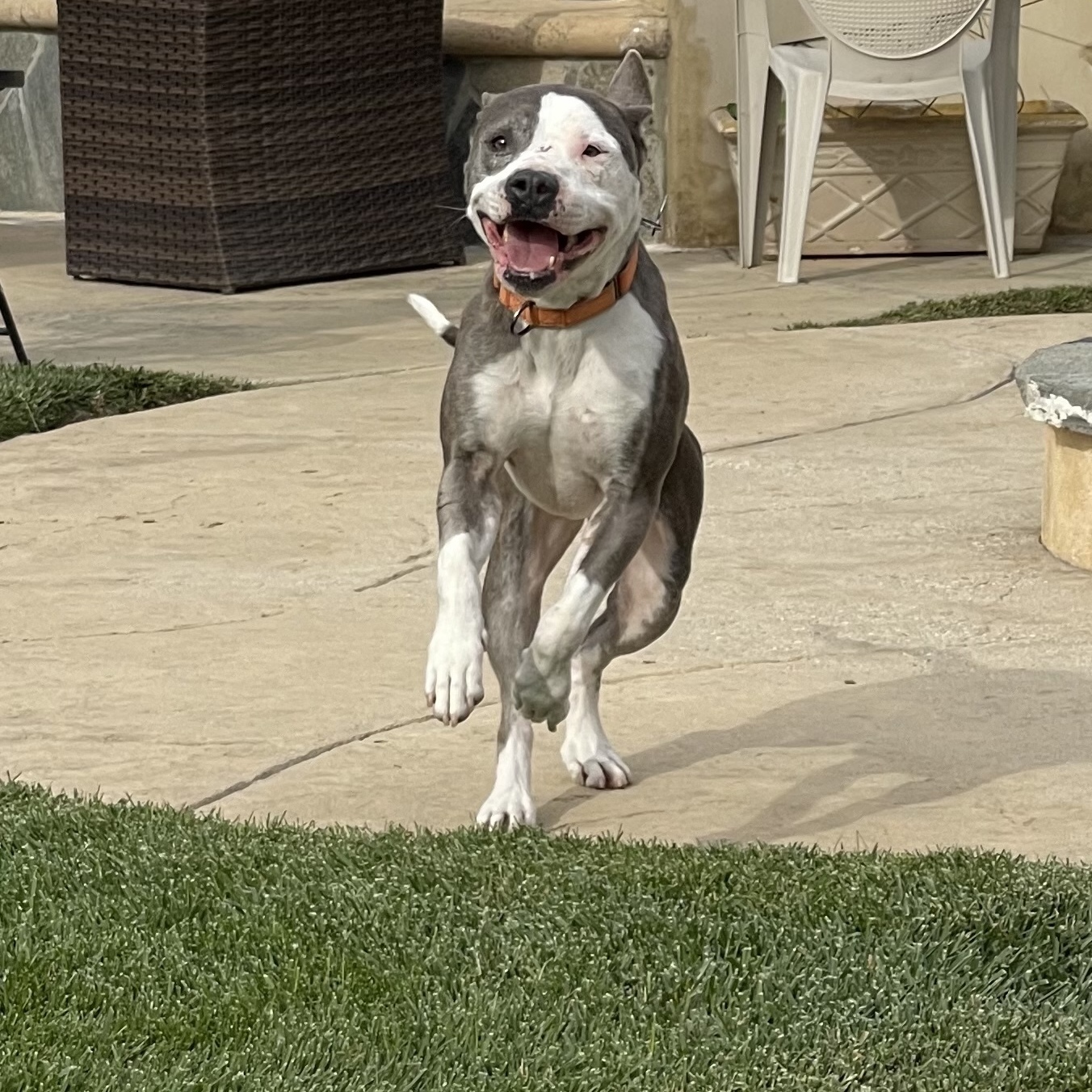 Bree, a Adoptable mixed breed in Simi Valley, CA image 6/12