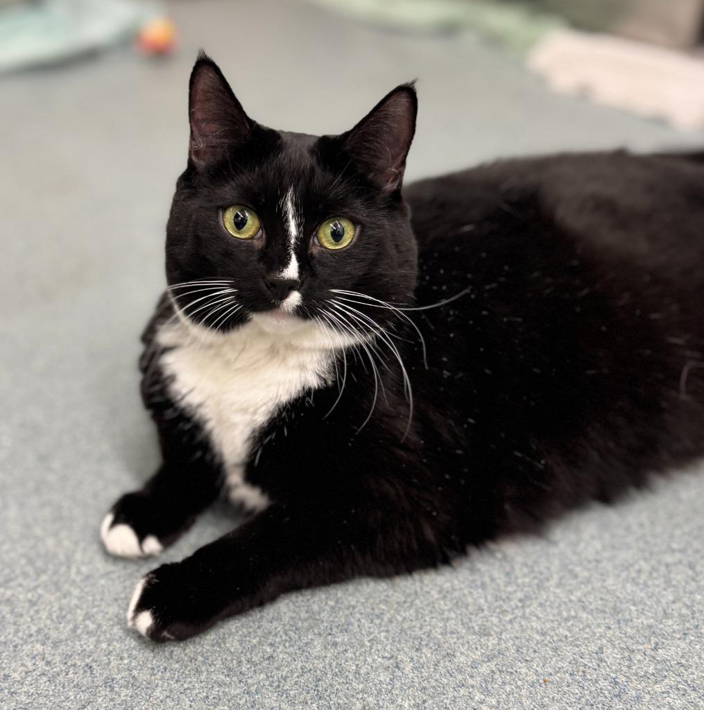 Meala, Adoptable, Adult Female Domestic Short Hair.