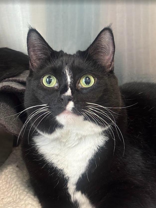 Meala, a Adoptable mixed breed in Cumberland, ME image 2/2
