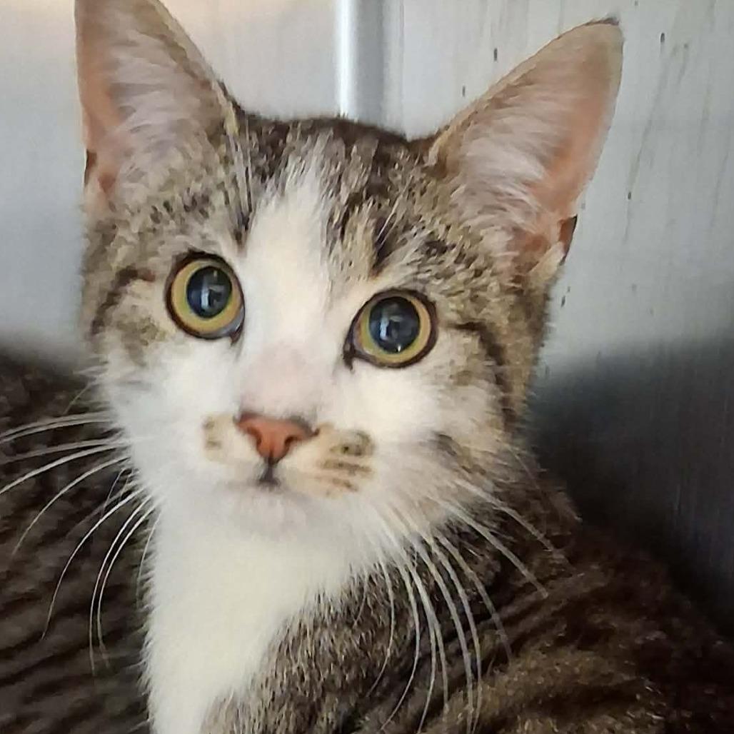 Enlarge F007, a ADOPTABLE Domestic Medium Hair in Cleveland, AL image 1/1