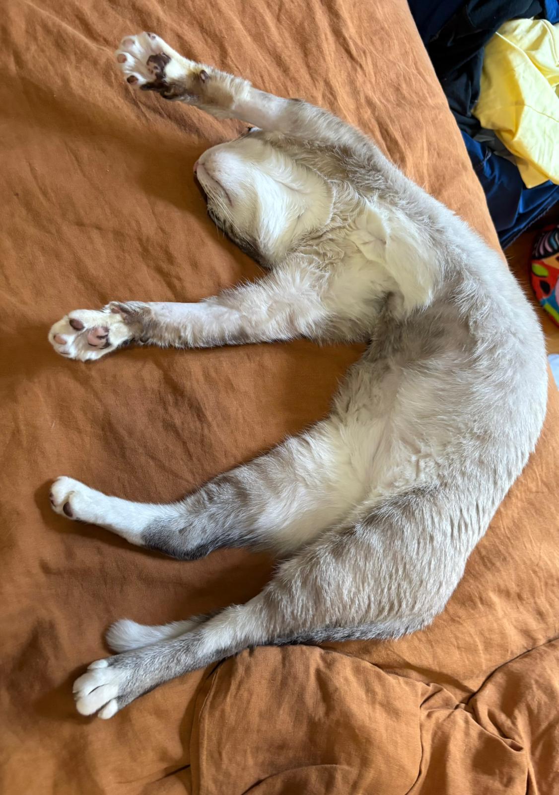 Enlarge Dow Jones, a Adoptable Siamese in Brooklyn, NY image 2/3