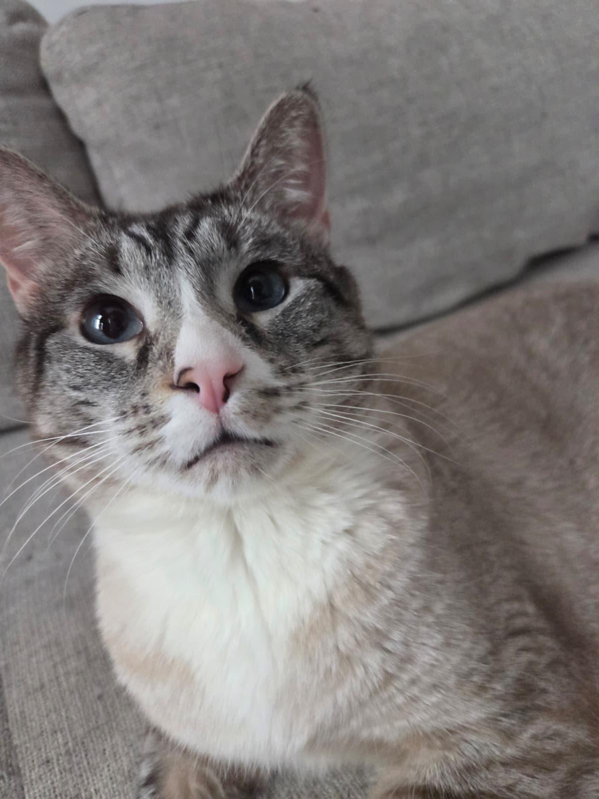 Enlarge Dow Jones, a Adoptable Siamese in Brooklyn, NY image 3/3