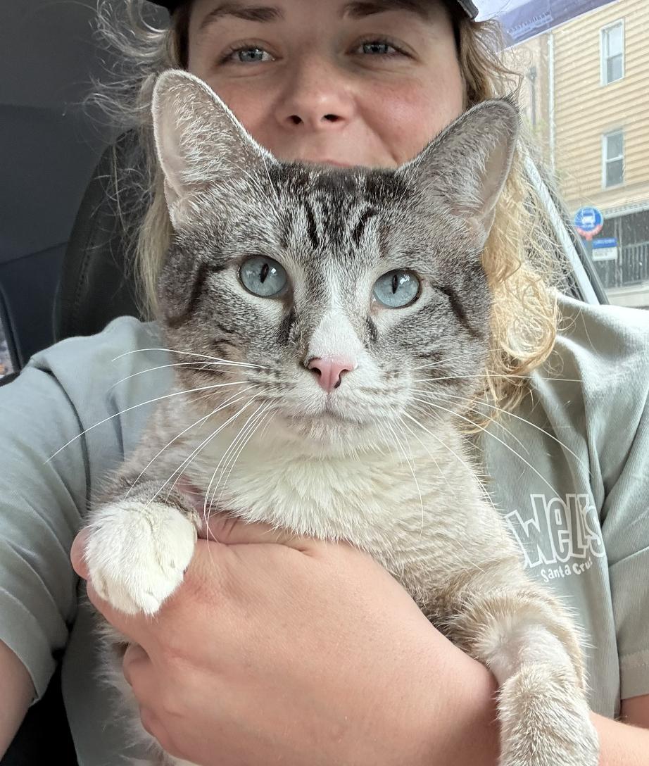 Enlarge Dow Jones, a Adoptable Siamese in Brooklyn, NY image 1/3