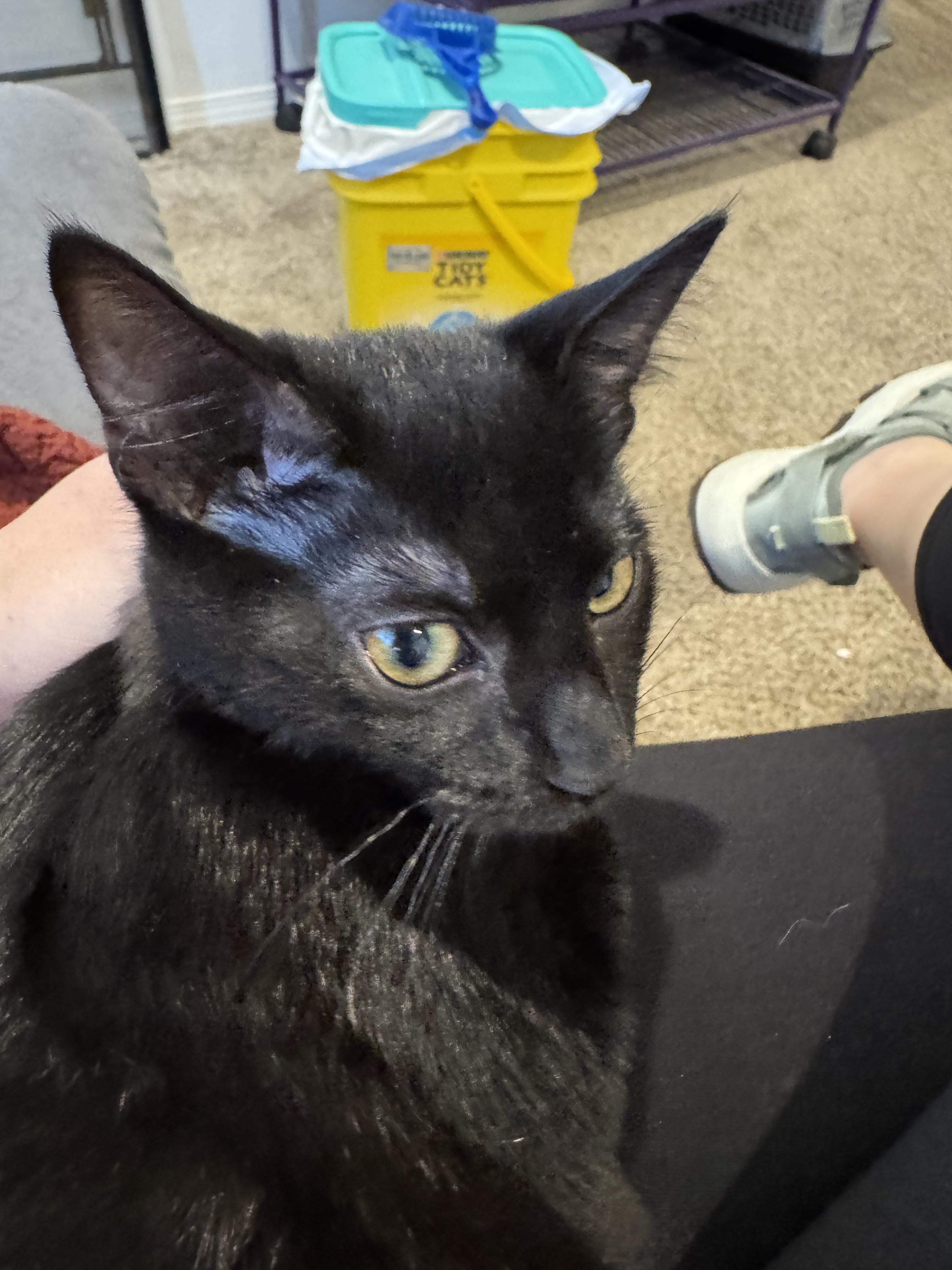 Raven, Adoptable, Young Female Domestic Short Hair.