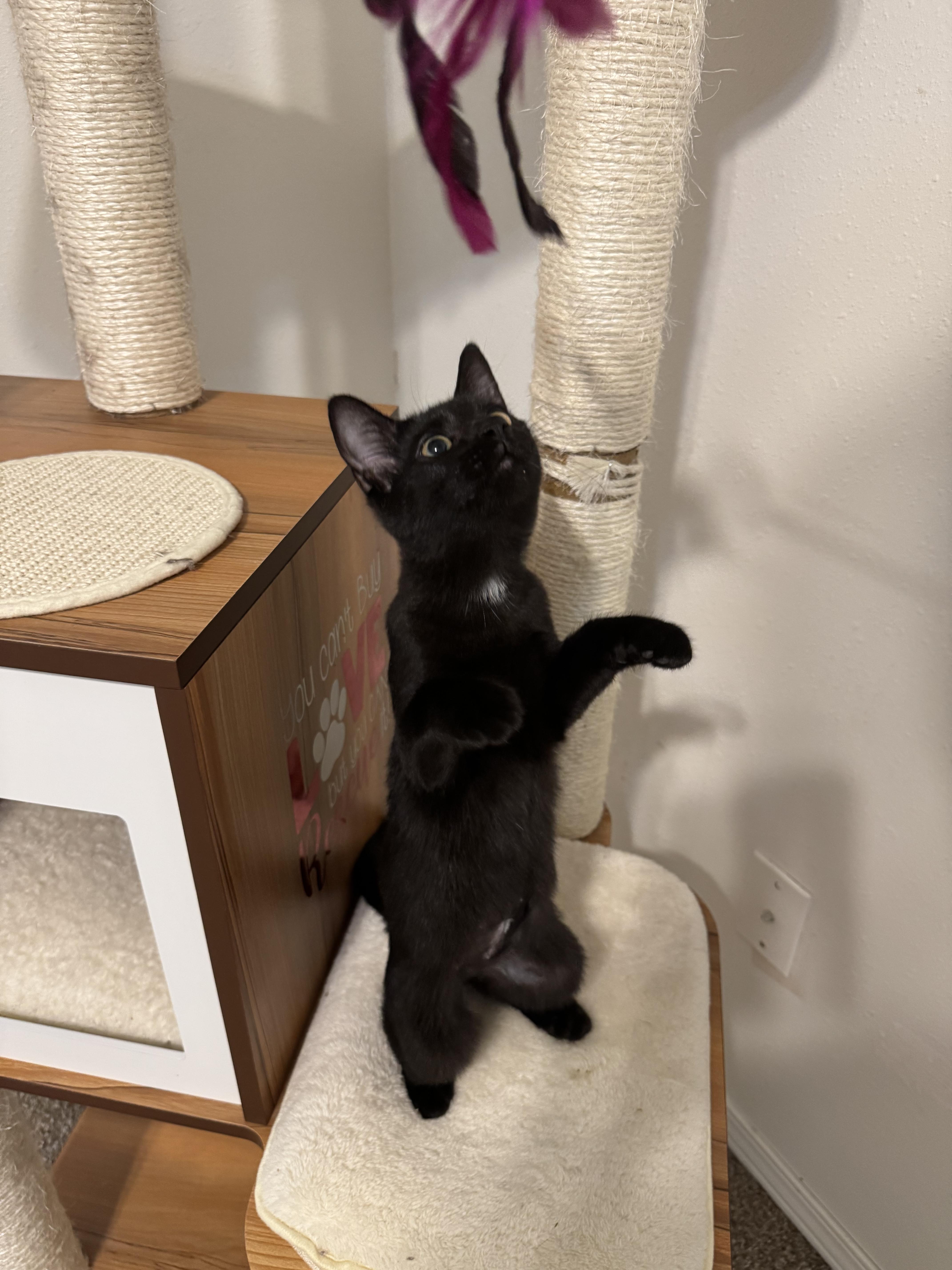 Raven, a Adoptable Domestic Short Hair in Springfield, MO image 2/5
