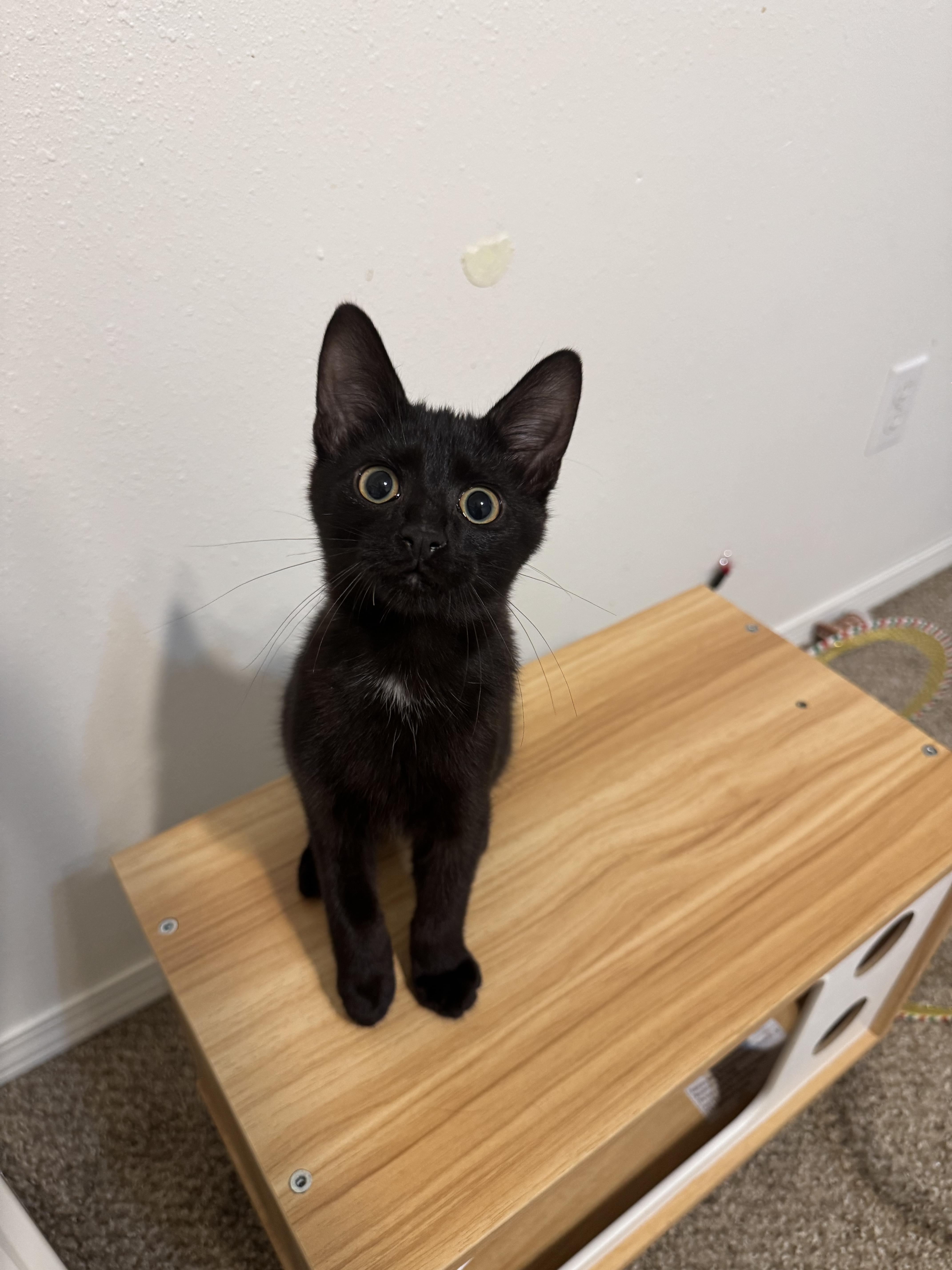 Raven, a Adoptable Domestic Short Hair in Springfield, MO image 4/5