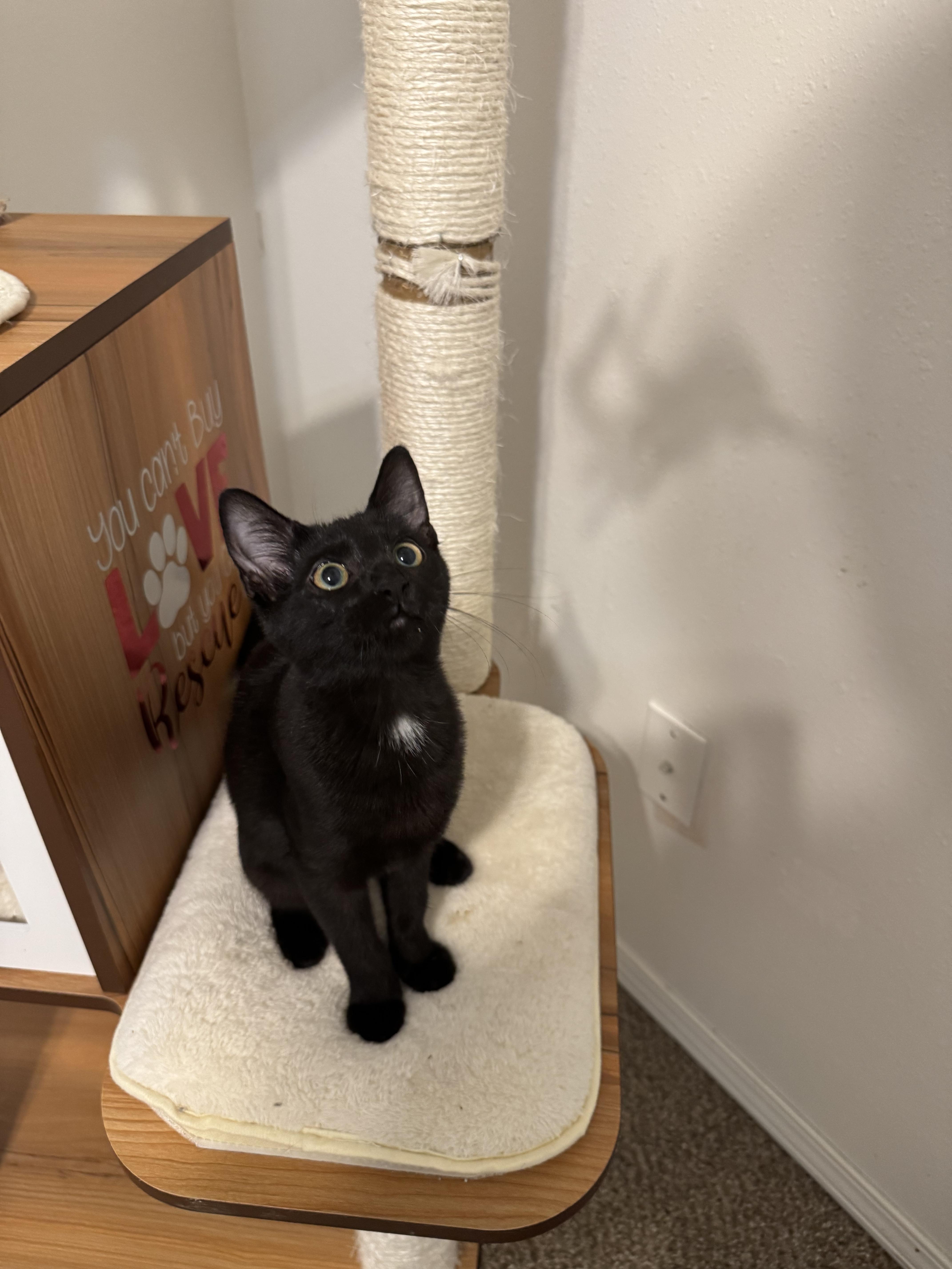 Raven, a Adoptable Domestic Short Hair in Springfield, MO image 5/5
