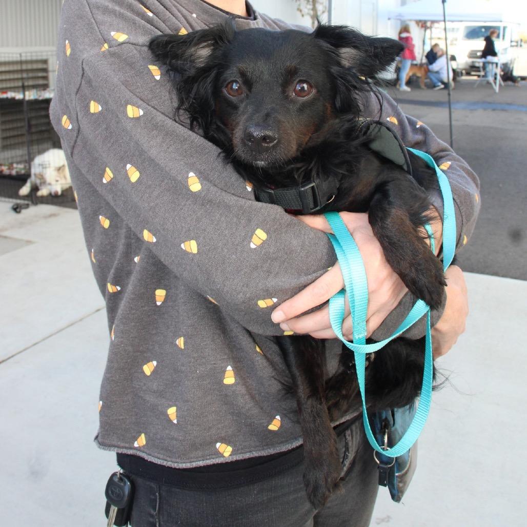 Enlarge Emmie, a Adoptable mixed breed in Ashland, OR image 1/6