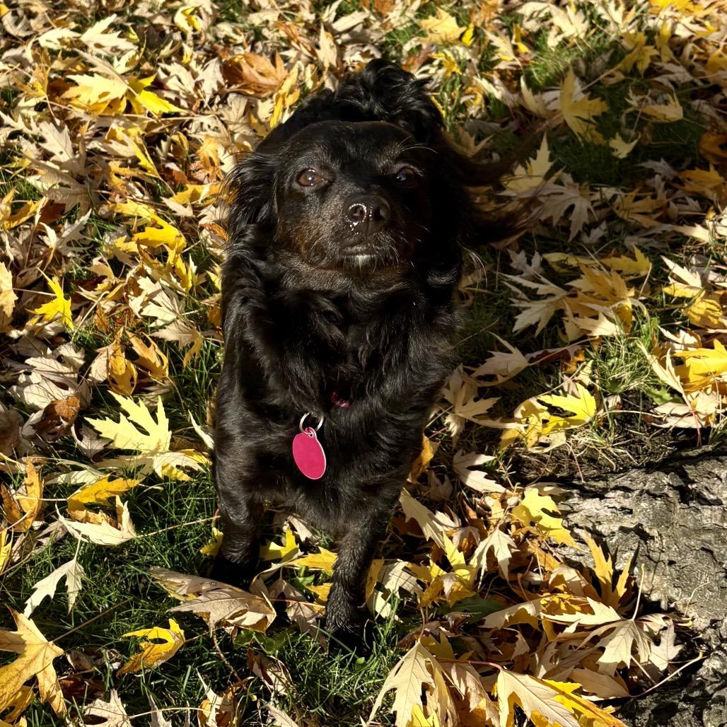 Enlarge Emmie, a Adoptable mixed breed in Ashland, OR image 4/6