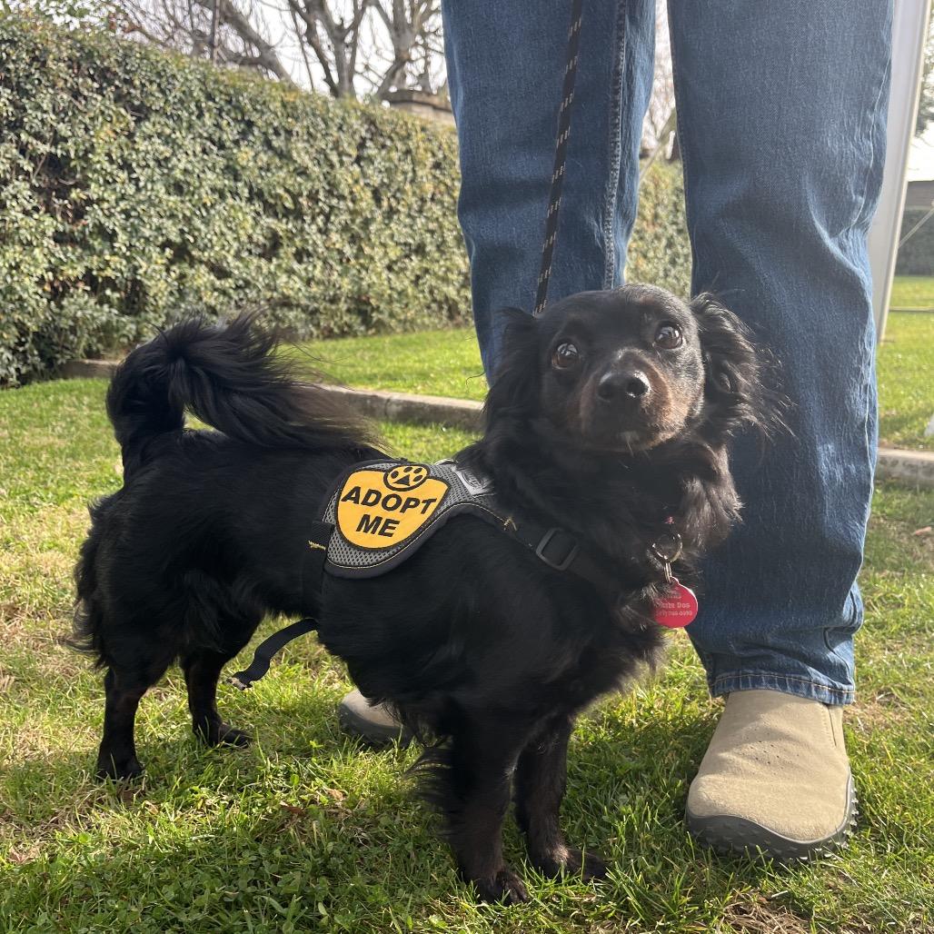 Enlarge Emmie, a Adoptable mixed breed in Ashland, OR image 5/6