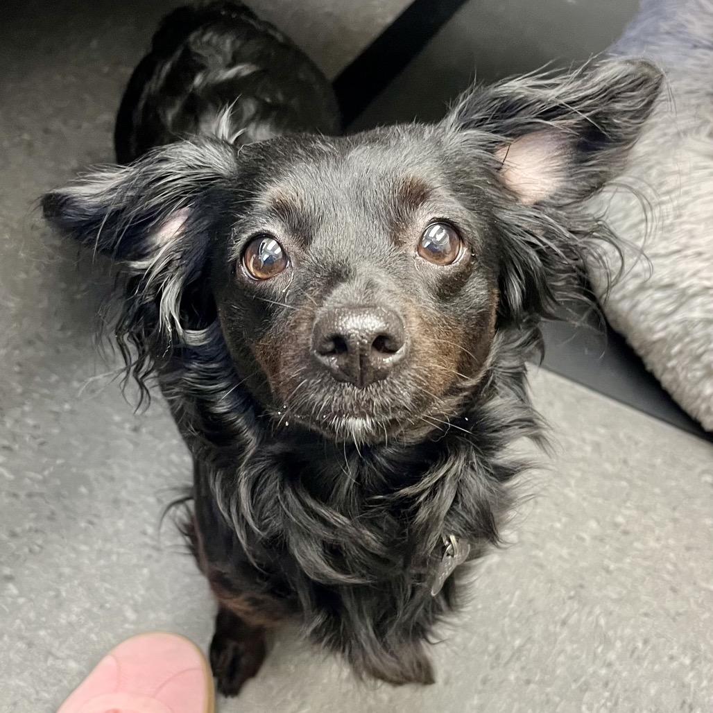 Enlarge Emmie, a Adoptable mixed breed in Ashland, OR image 6/6