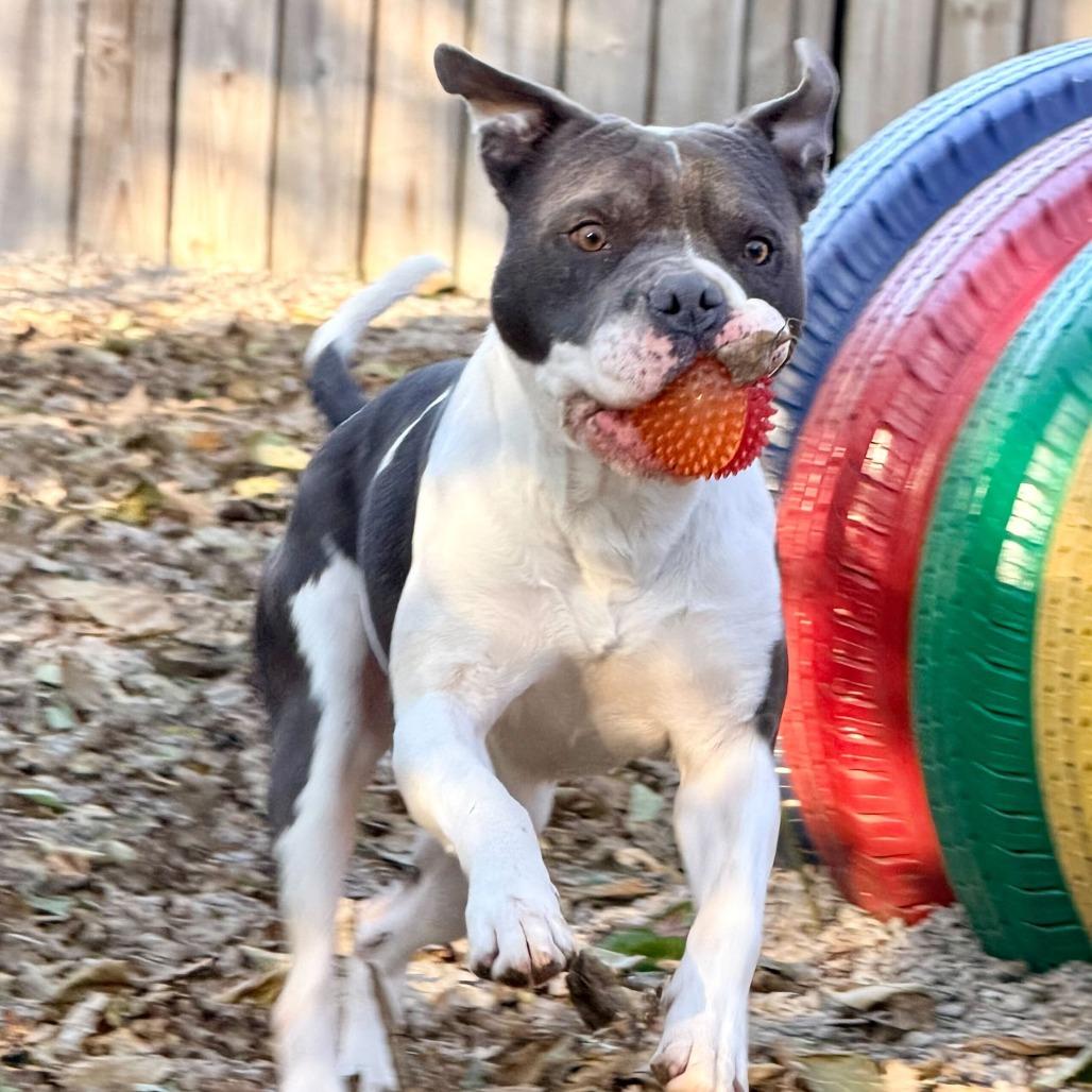 ZaZu, Adoptable, Adult Male American Bulldog & Mixed Breed.